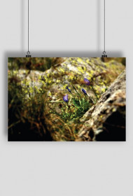 Plakat Natura II - SmartShirt