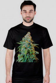 Koszulka Haze Rademan