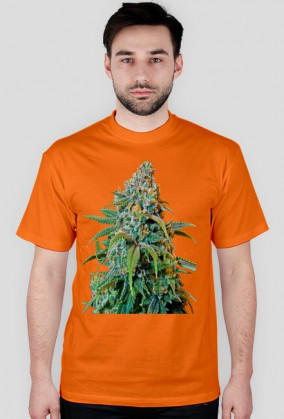 Koszulka Haze Rademan