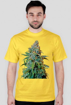 Koszulka Haze Rademan