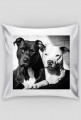 Poduszka PitBull