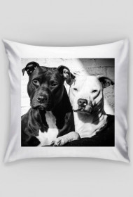 Poduszka PitBull
