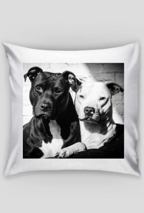 Poduszka PitBull
