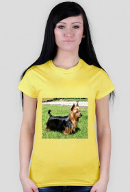 Australian sliky terrier