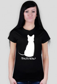 Kociamber - poznański kot