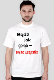 gołąb