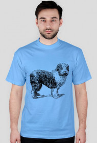 Pies owczarek błękitny
