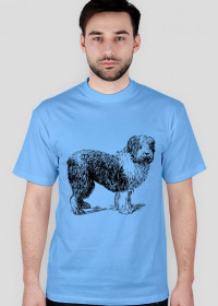 Pies owczarek błękitny
