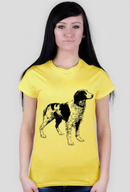 Pies spaniel żółty