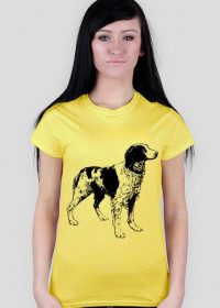 Pies spaniel żółty