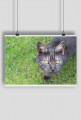 Plakat A2 - Kot