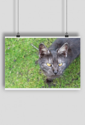 Plakat A2 - Kot