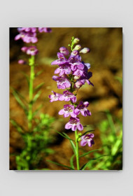 12.podkładka pod myszkę