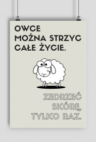 Plakat A3 - Owce można strzyc całe życie...