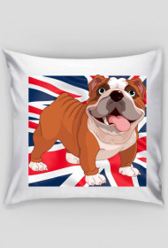 PODUSZKA | English Bulldog / Buldog Angielski