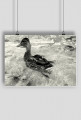Kaczka w wodzie - B&W - PLAKAT