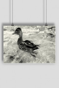 Kaczka w wodzie - B&W - PLAKAT