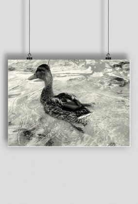 Kaczka w wodzie - B&W - PLAKAT