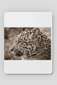 Gepard