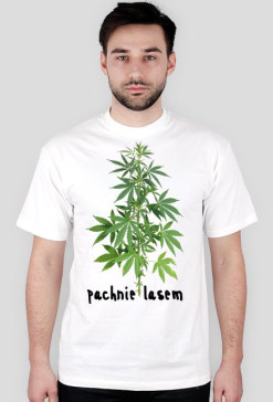 marihuana pachnie lasem