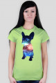 Bulldog Francuski Galaxy