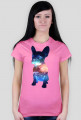 Bulldog Francuski Galaxy