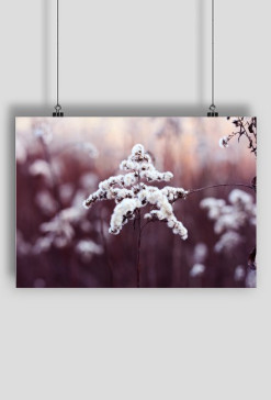 Plakat Natura