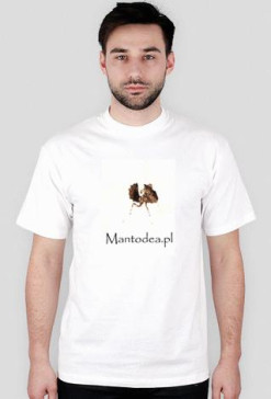 Mantodea - Hestiasula brunneriana