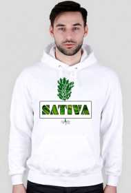 Sativa