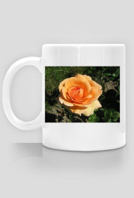 Pomarańczowa róża