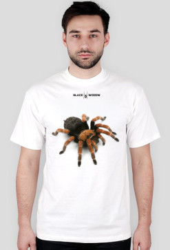 Spider 01 M 01