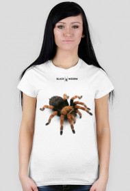 Spider 01 F 01