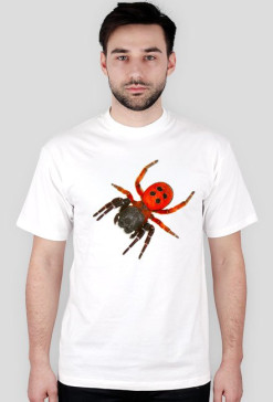 Spider 04M