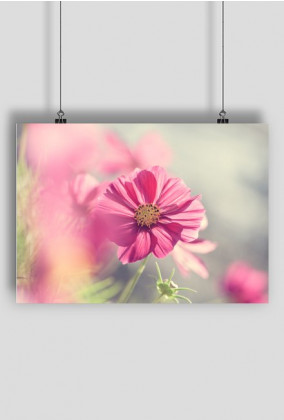 Plakat A2 Kwiat różowo-szary