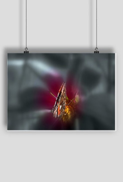 Butterfly in a dark