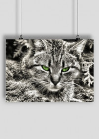 Plakat A2 Kot z zielonymi oczami