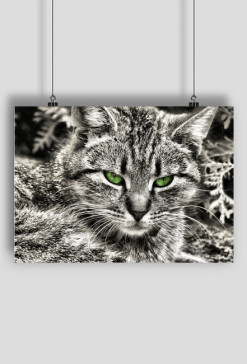 Plakat A2 Kot z zielonymi oczami