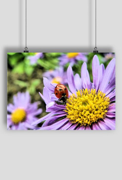 Plakat A2 Biedronka