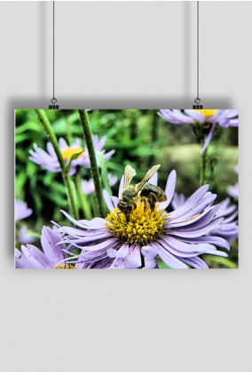 Plakat A2 Pszczółka
