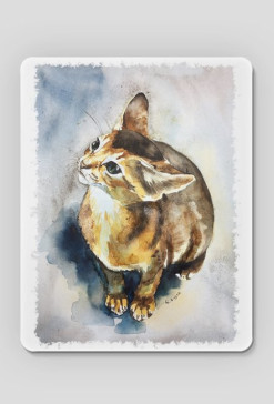 Kot abisyński
