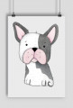 Buldog Francuski