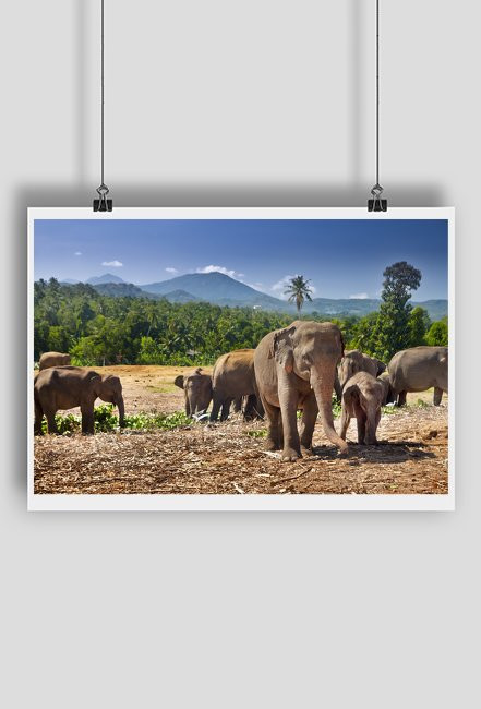 Słonie w Pinnawela, Sri Lanka. Ale pixele!