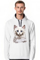 kot ragdoll
