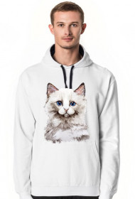 kot ragdoll