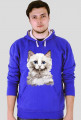 kot ragdoll