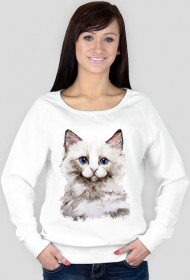 kot ragdoll
