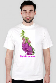 Naparstnica - Digitalis