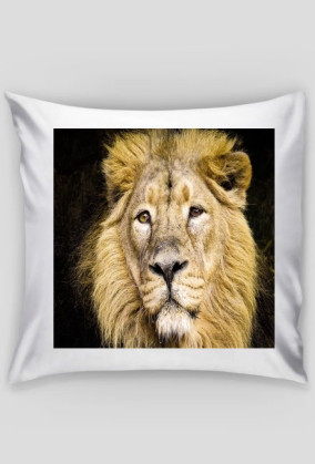 Poduszka  z dużym kotem :-)