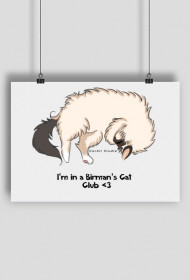 Birman Cat