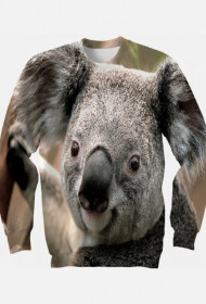 Koala- las eukaliptusowy